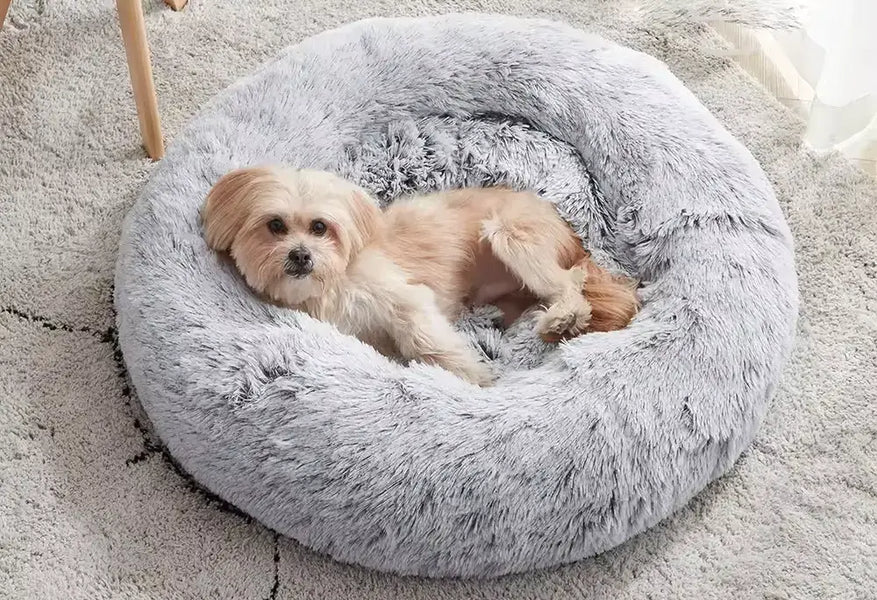 Why Investing in a Calming Dog Bed from Calm Dog Beds UK is the Best Choice for Your Pet's Wellbeing