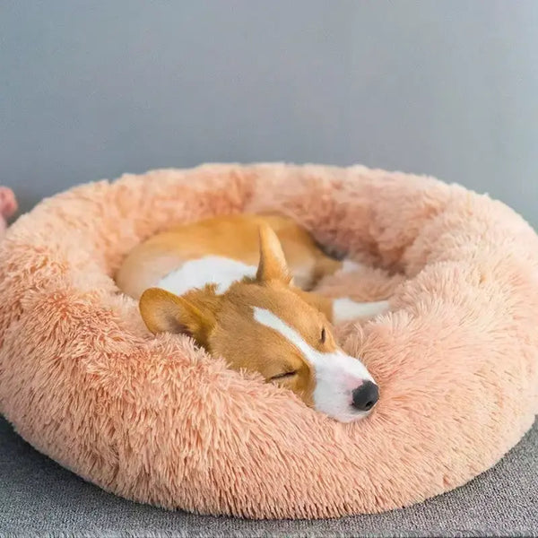 How Do Calming Dog Beds Work? - A Complete Guide